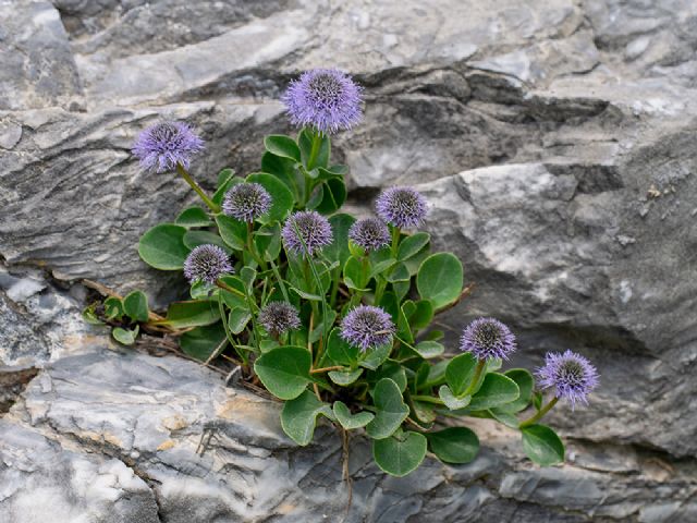 Alpi Apuane:  Globularia incanescens